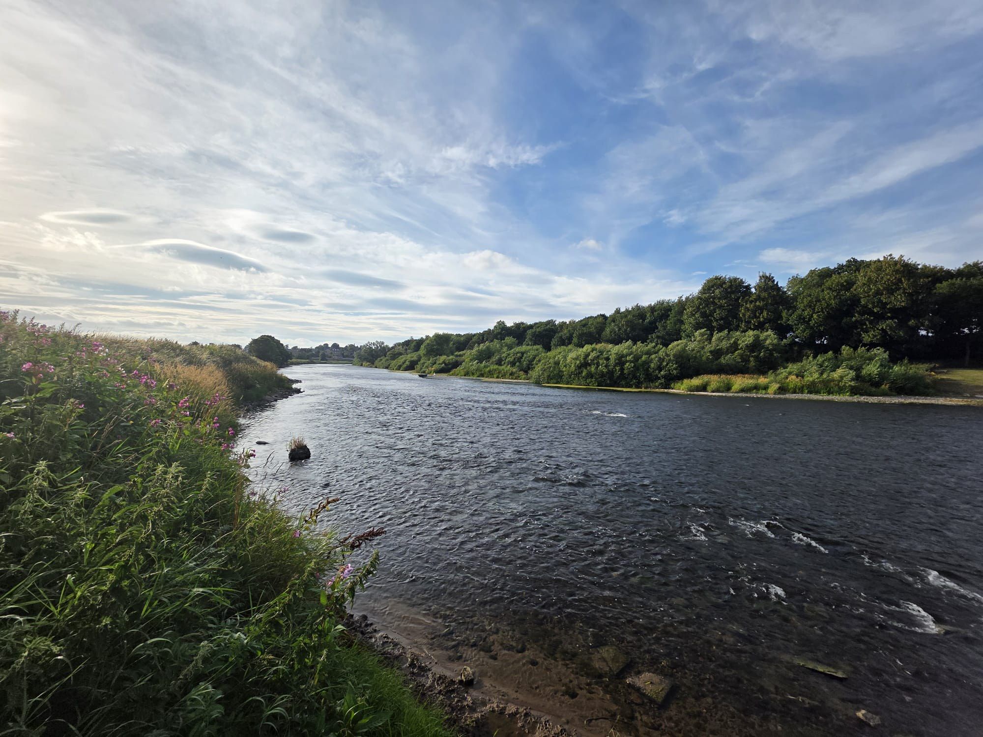 Looking downstream along the left bank of the Lower Tweed at Coldstream, wildflowers in the foreground